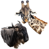 Girafes Gnous