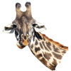 Girafes