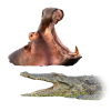 Hippopotames Crocodiles