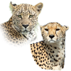 Léopards guépards