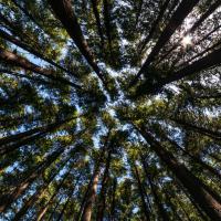 Arbres sur le Larch Mountain Trail