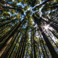 Arbres sur le Larch Mountain Trail