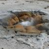 Upper Geyser Basin - Biscuit Basin - Shell Spring