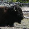 Bison