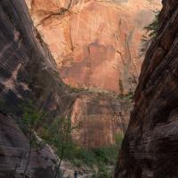 Observation Point Trail