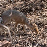 Dik Dik