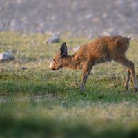 Antilope de Duiker