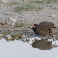 Francolin à bec rouge