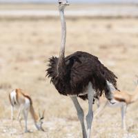 Autruche