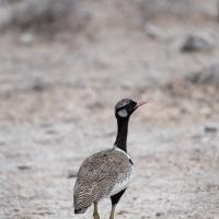 Outarde à miroir blanc