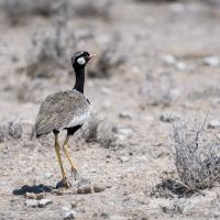 Outarde à miroir blanc