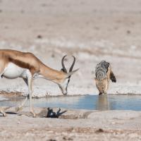 Chacal à chabraque et Springbok