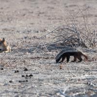 Ratel et Chacal à chabraque