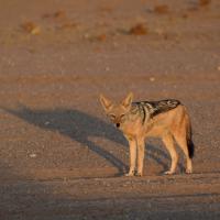 Chacal à chabraque