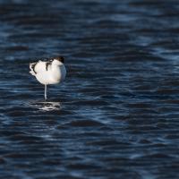 Avocette élégante