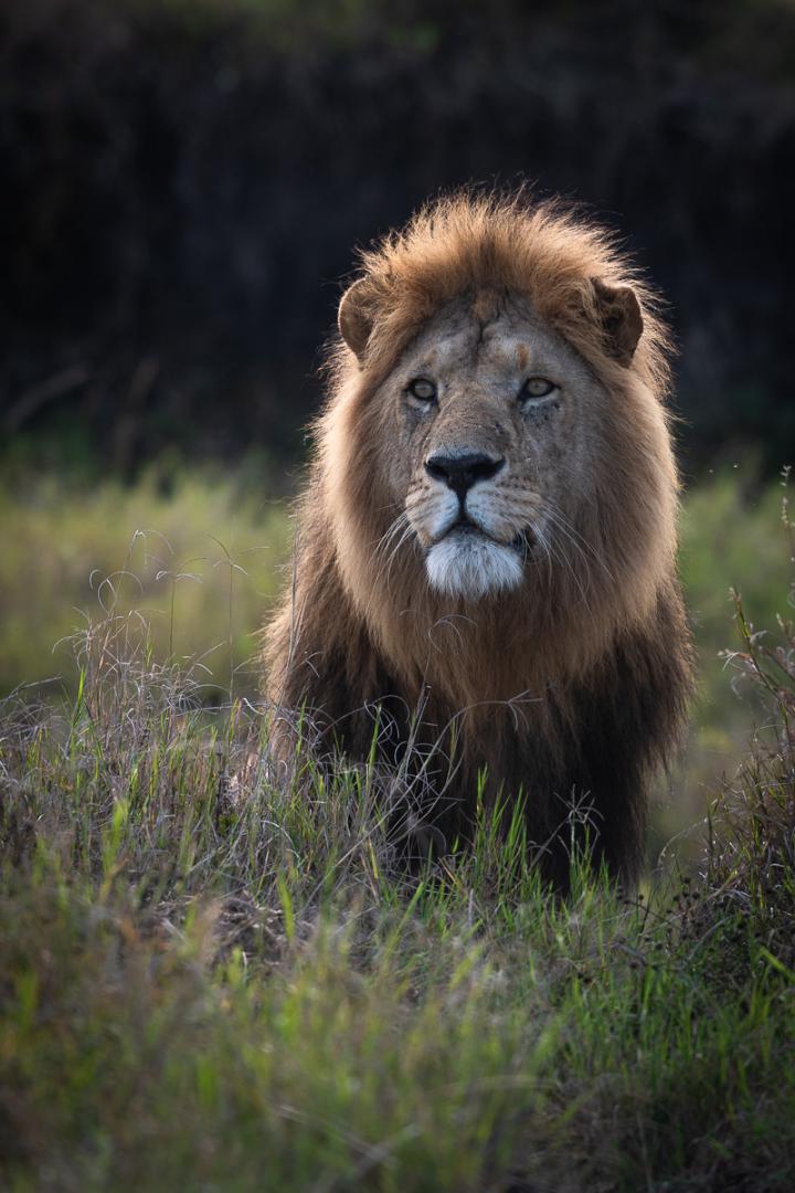 Masaï-Mara, Kenya