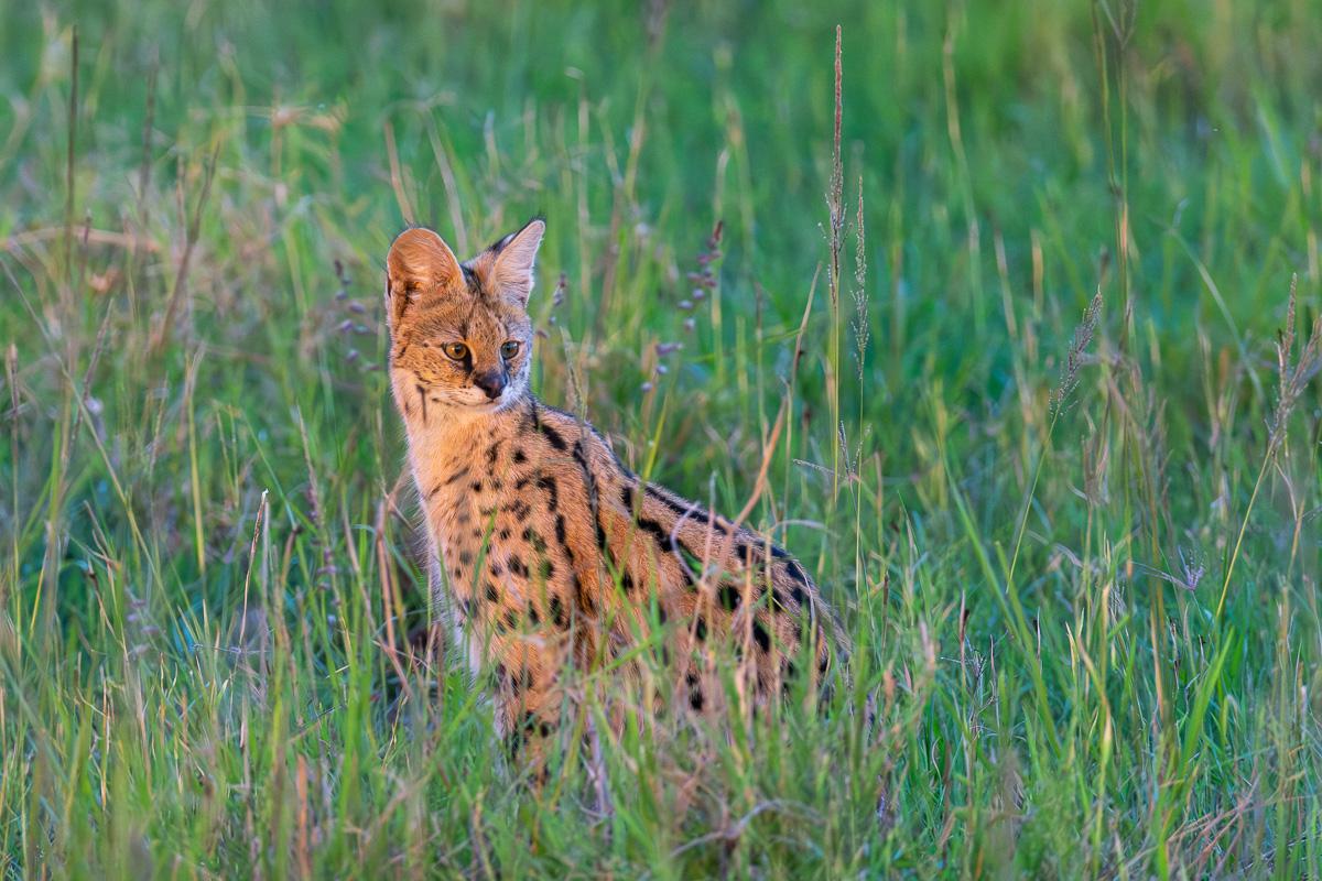 Masaï-Mara, Kenya