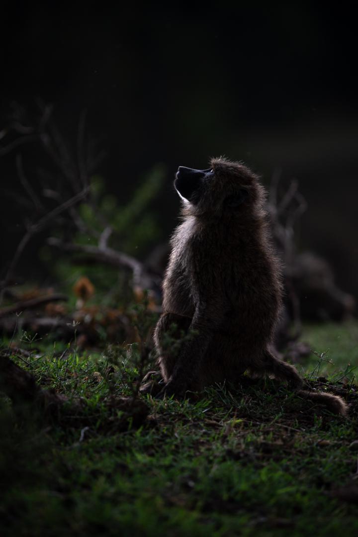 Masaï-Mara, Kenya