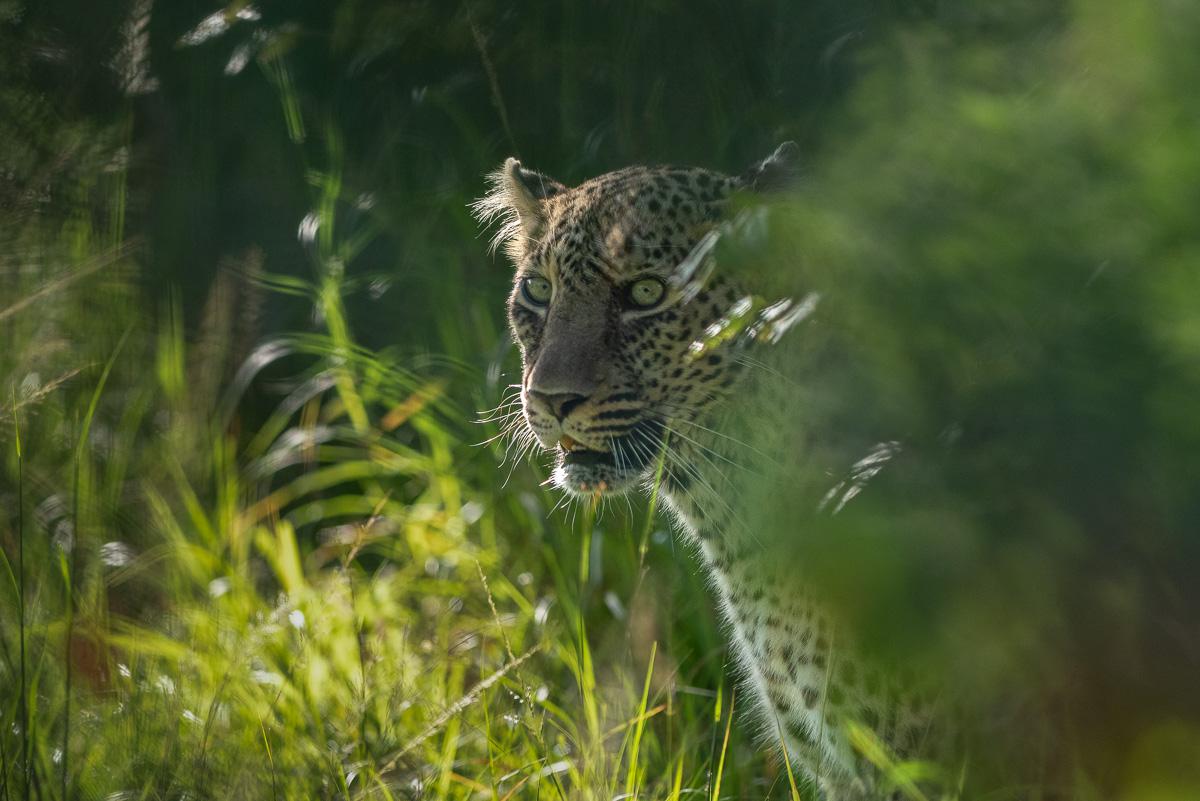 Masaï-Mara, Kenya