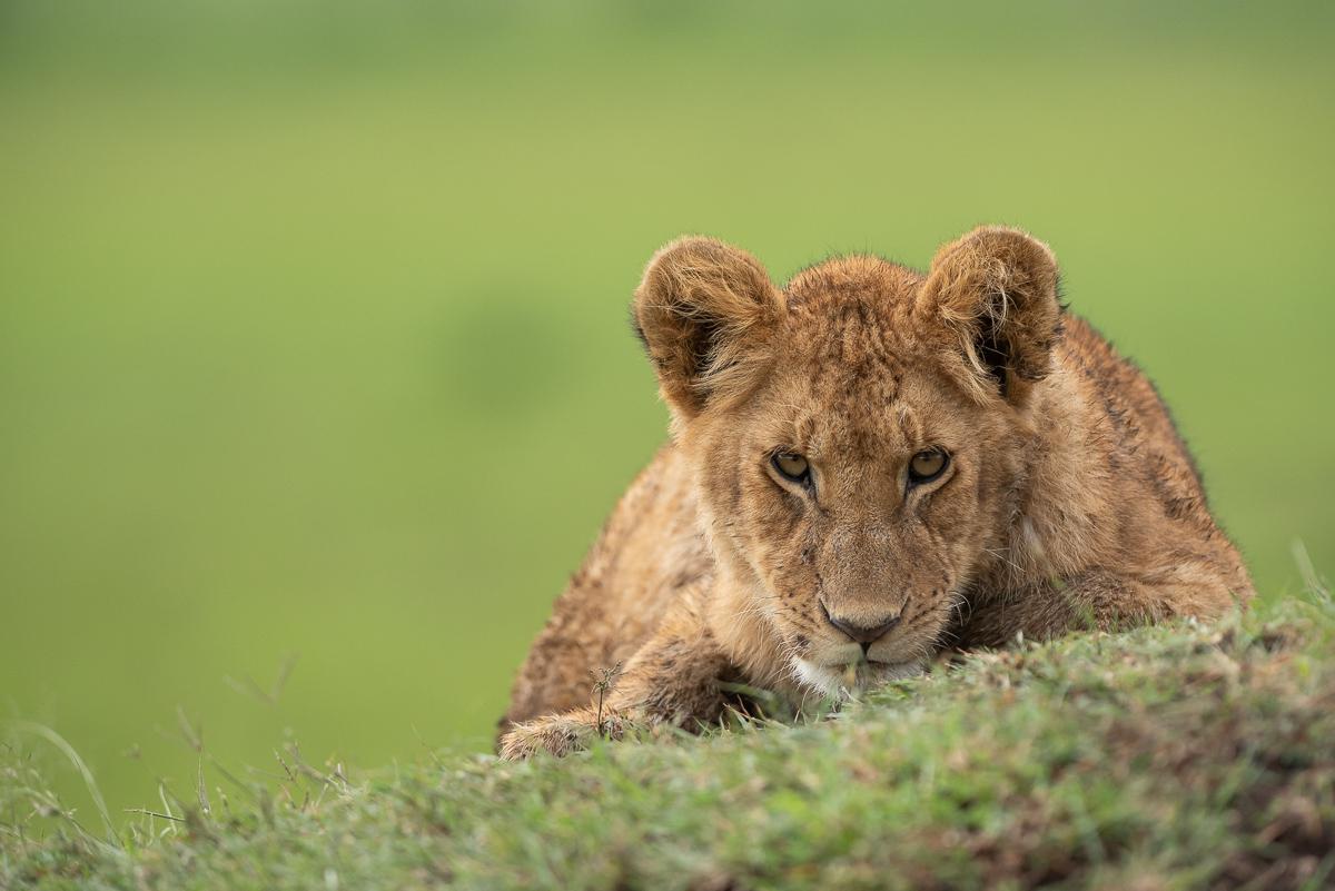 Masaï-Mara, Kenya