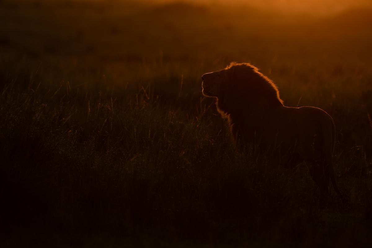 Masaï-Mara, Kenya