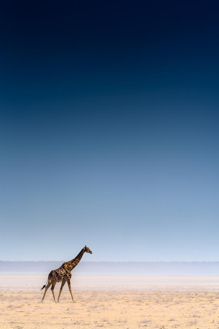 Etosha, Namibie