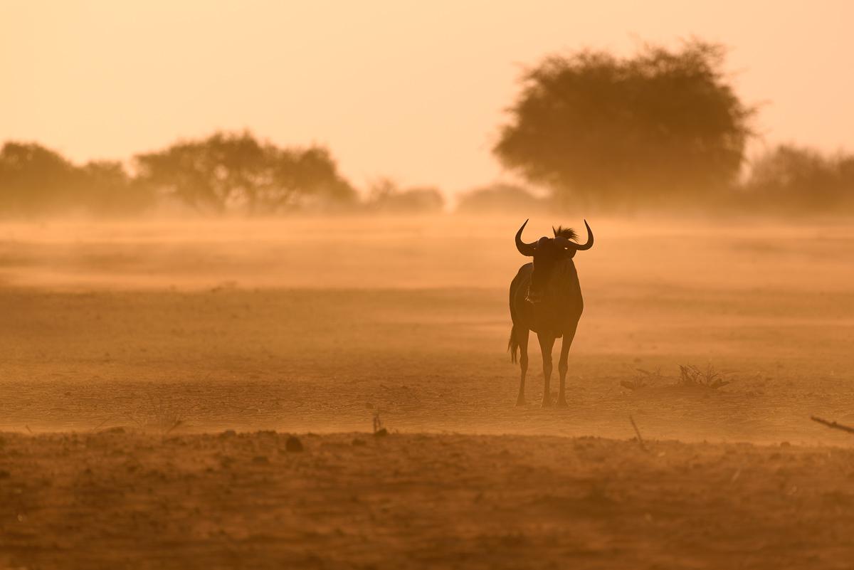 Kalahari, Namibia