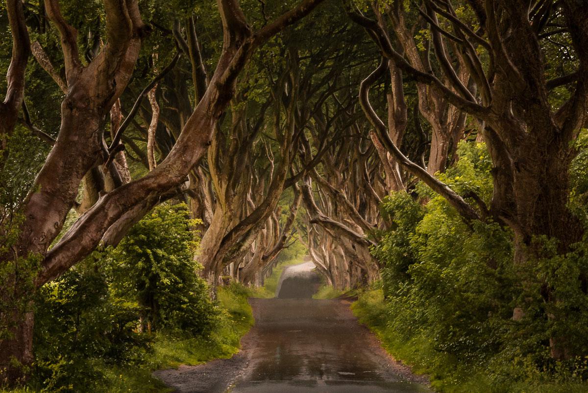 Dark Hedges, Northern Ireland