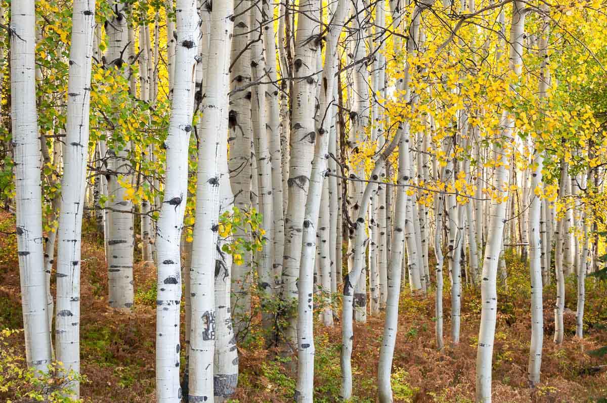 Crested Butte, USA