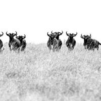 Wildebeest