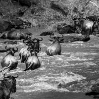 Wildebeest