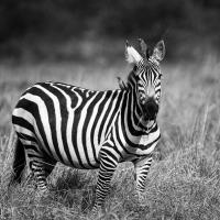 Zebra