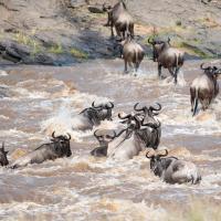 Wildebeest