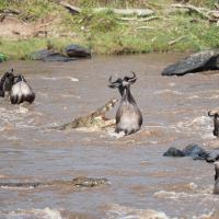 Wildebeest and crocodiles