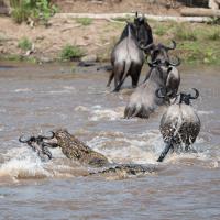 Wildebeest and crocodiles