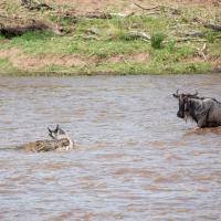 Wildebeest and crocodiles