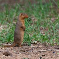 Small mongoose