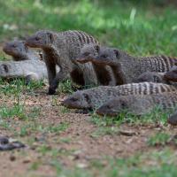 Striped mongoose