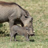 Warthogs