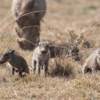 Warthogs