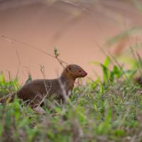 Small mongoose