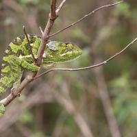 Chameleon