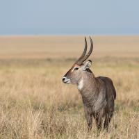 Waterbuck
