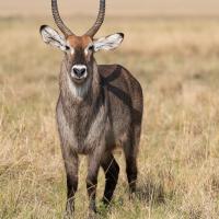 Waterbuck