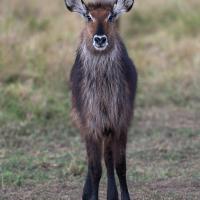 Waterbuck