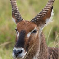 Waterbuck