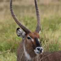 Waterbuck