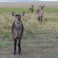 Waterbuck