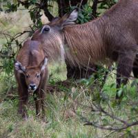 Waterbuck