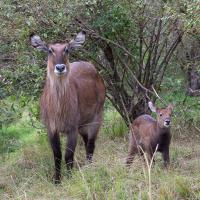 Waterbuck